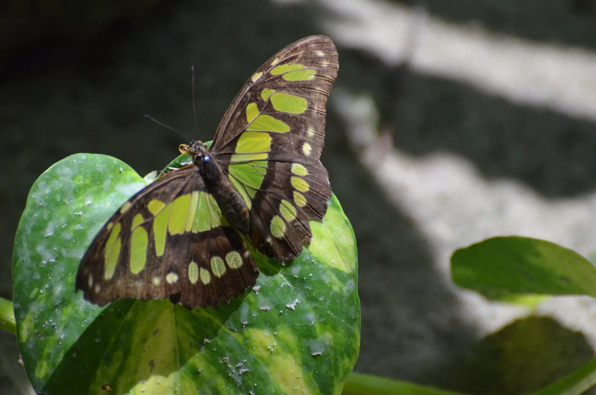 Beautiful butterfly garden with a malachite butterfly.