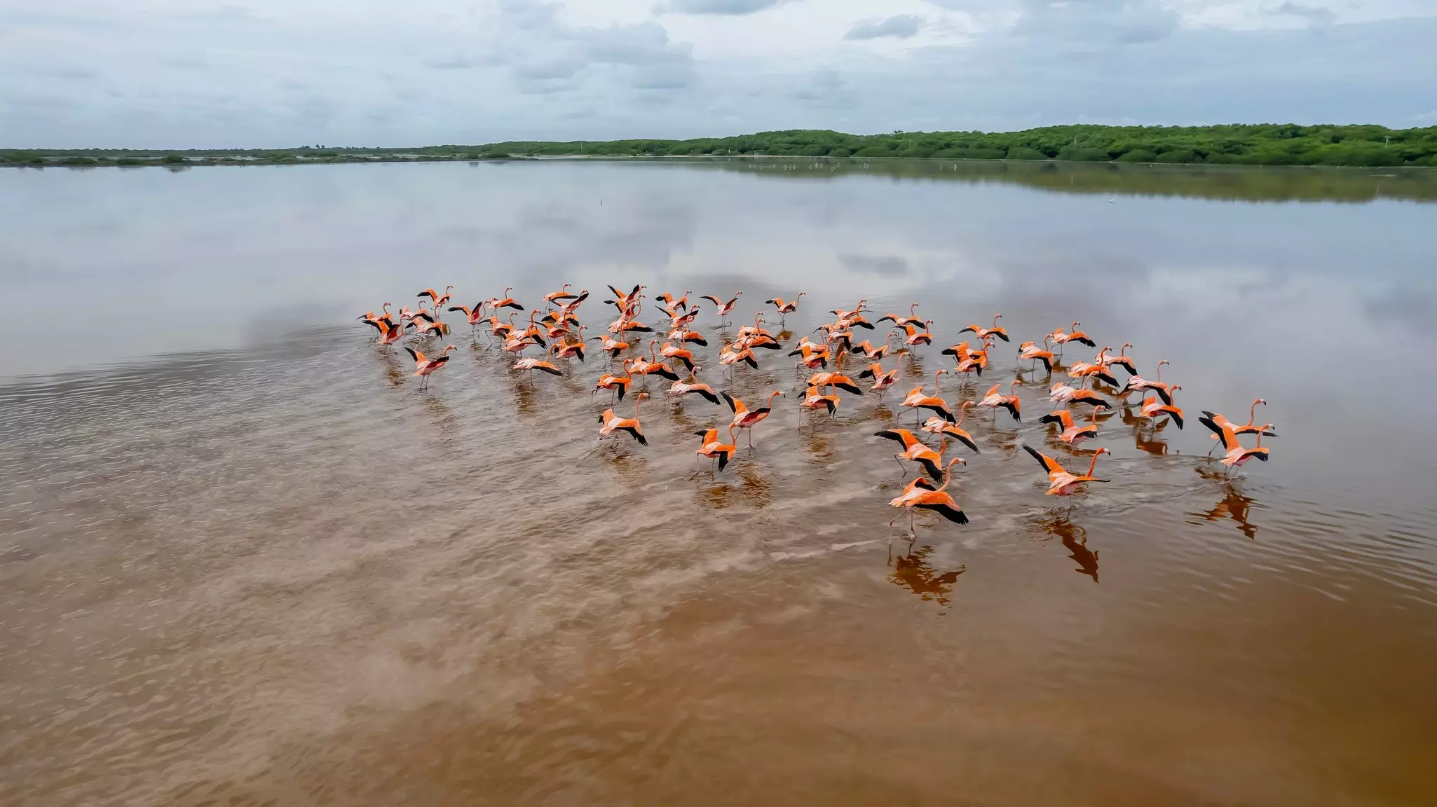 A flock of flamingoes in the Celestún Biosphere Reserve. 