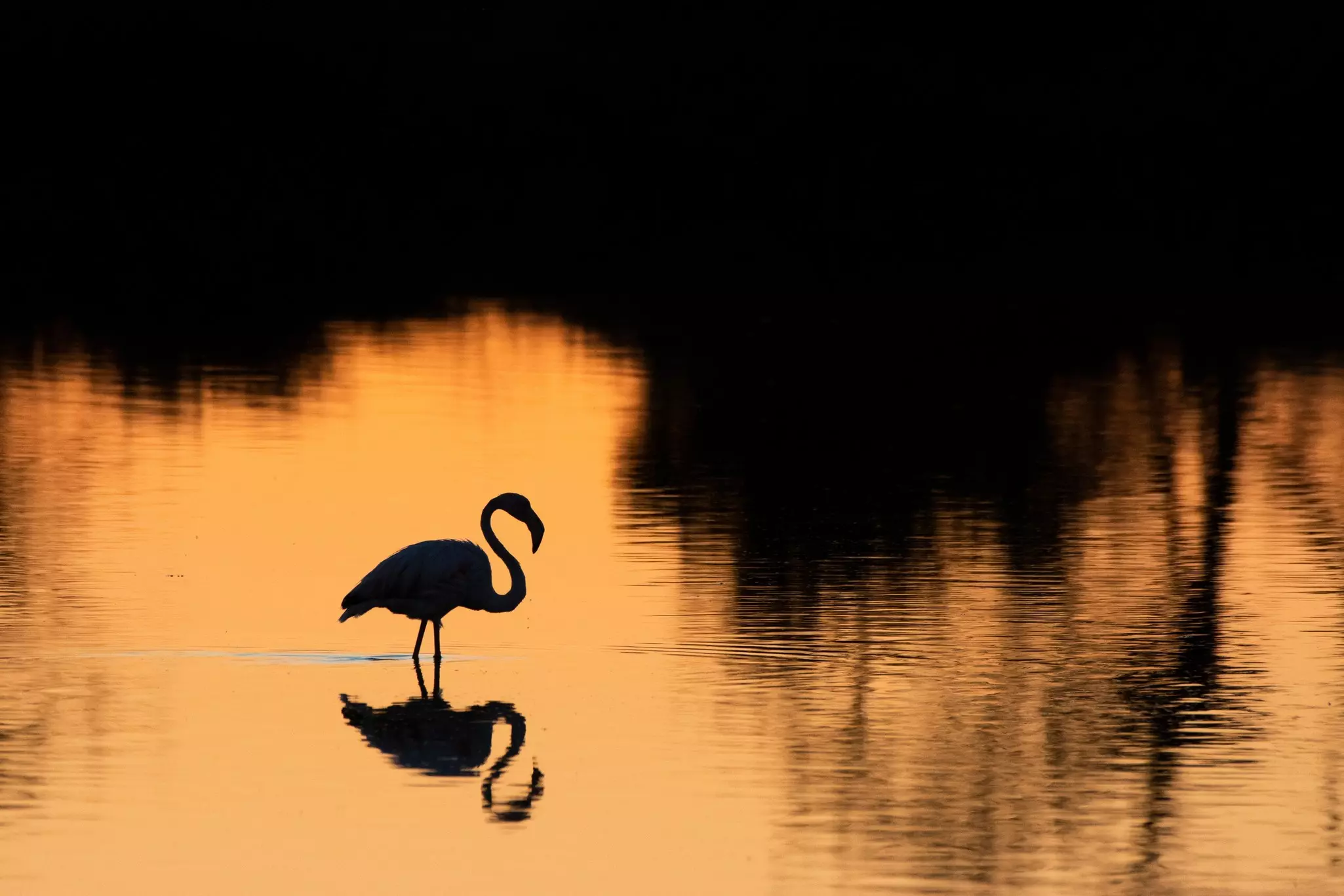 A flamingo's silhouette on water at sunset