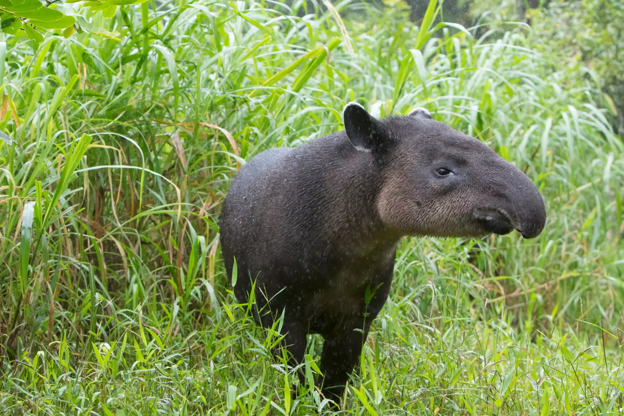 A black mammal with a proboscis-like nose emerges from long grass