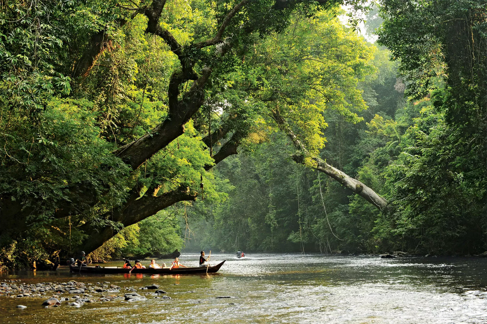 A small wooden boat in a wide river through a jungle.