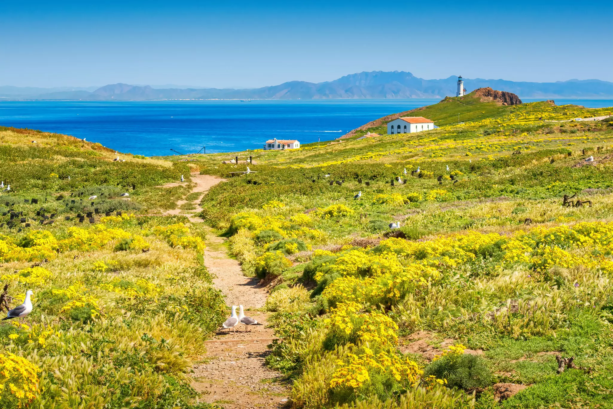 A pathway through yellow flowers and long undergrowth leads towards the sea.
