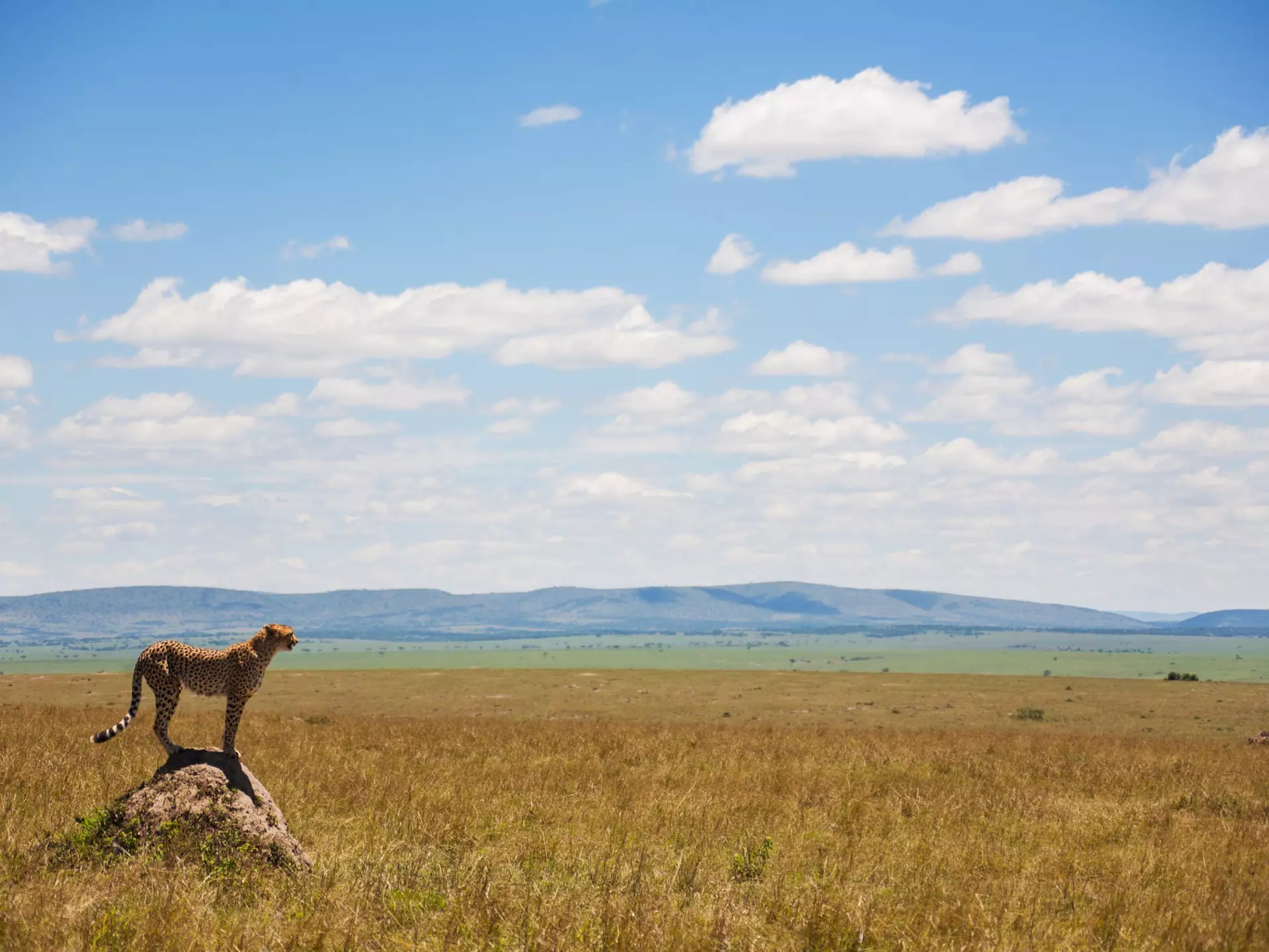 A cheetah in the savannah of Kenya. StanislavBeloglazov/Shutterstock