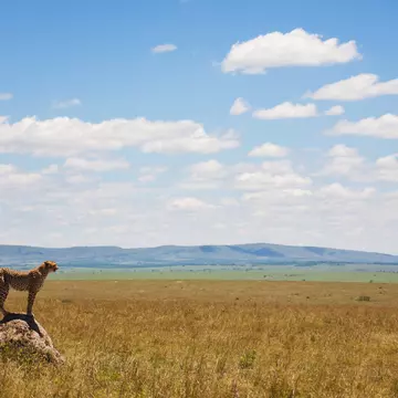 A cheetah in the savannah of Kenya. StanislavBeloglazov/Shutterstock