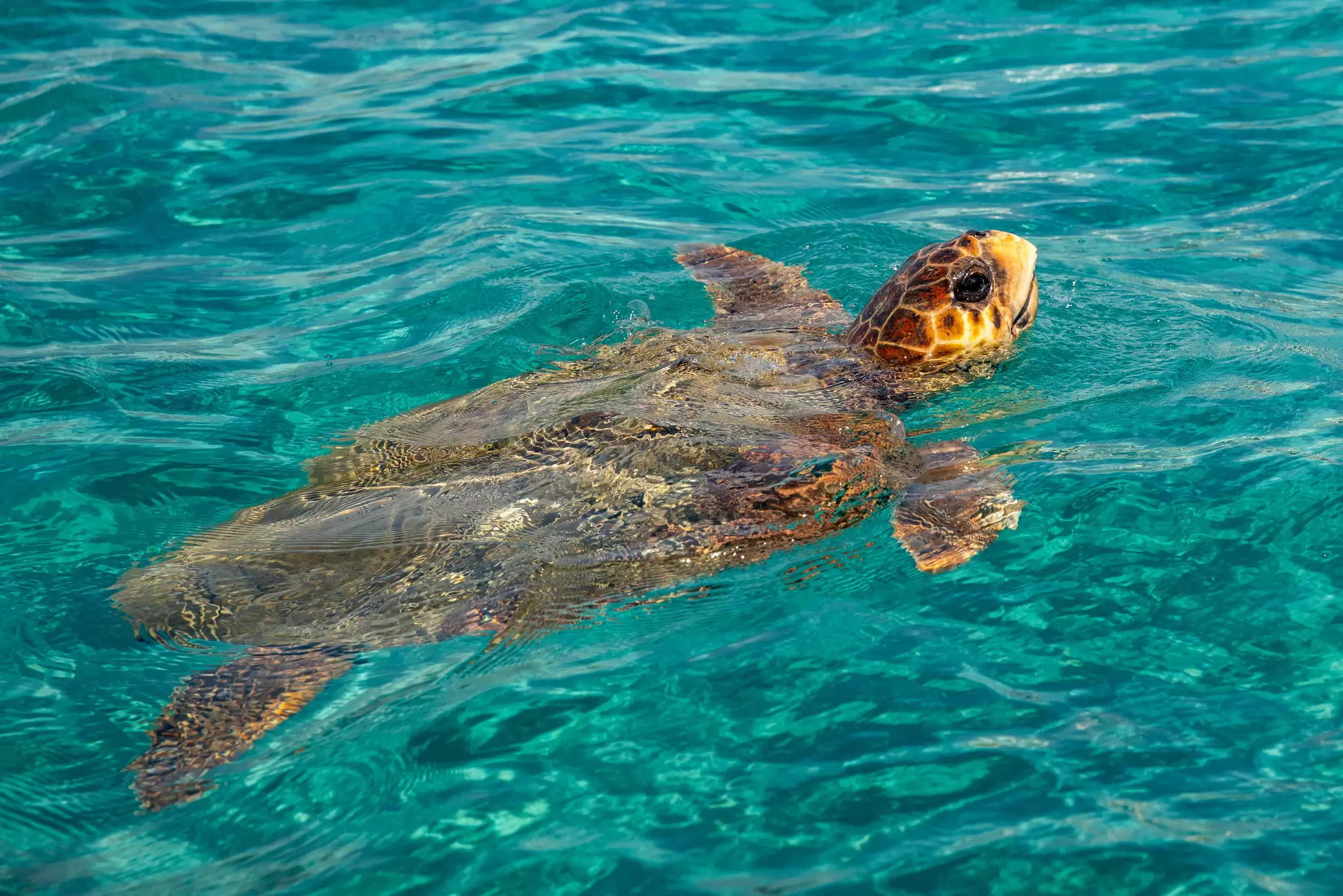 A large marine reptile - a loggerhead turtle - surfaces in the ocean in Greece.