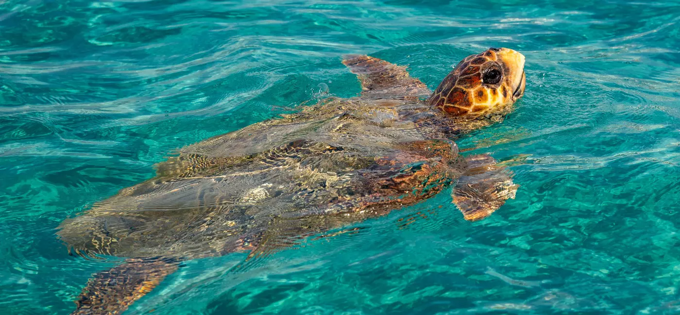 A giant sea turtle swimming in the sea.
