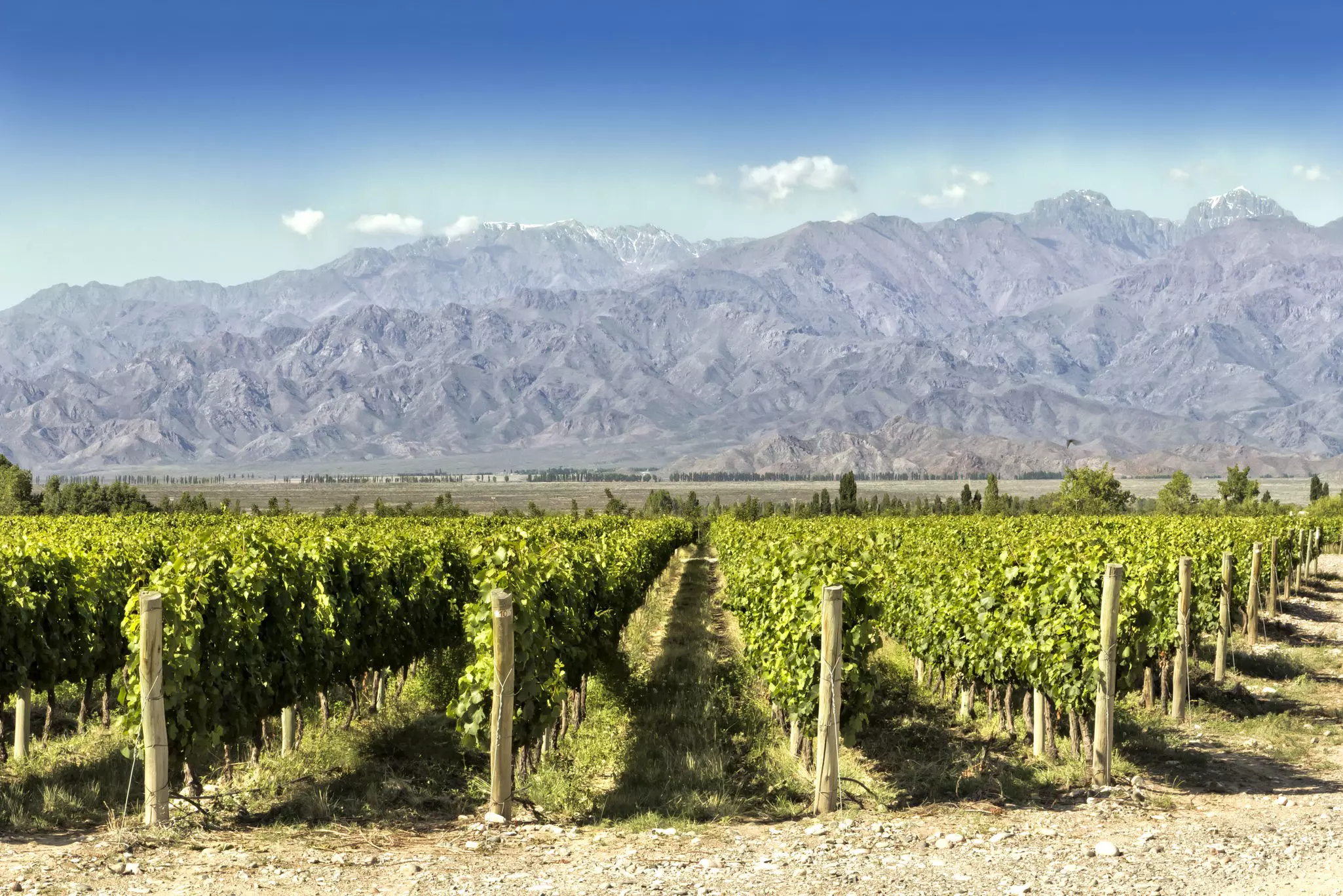 Vineyards at the foot of the Andes in Tupungato.
