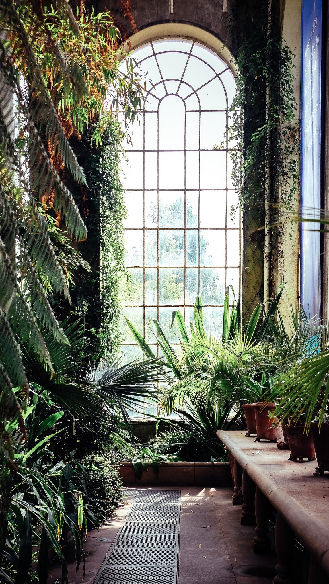 Inside the Victorian Tropical Palm House at Royal Botanical Gardens.