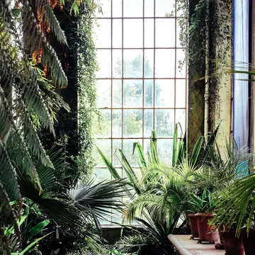 Inside the Victorian Tropical Palm House at Royal Botanical Gardens.