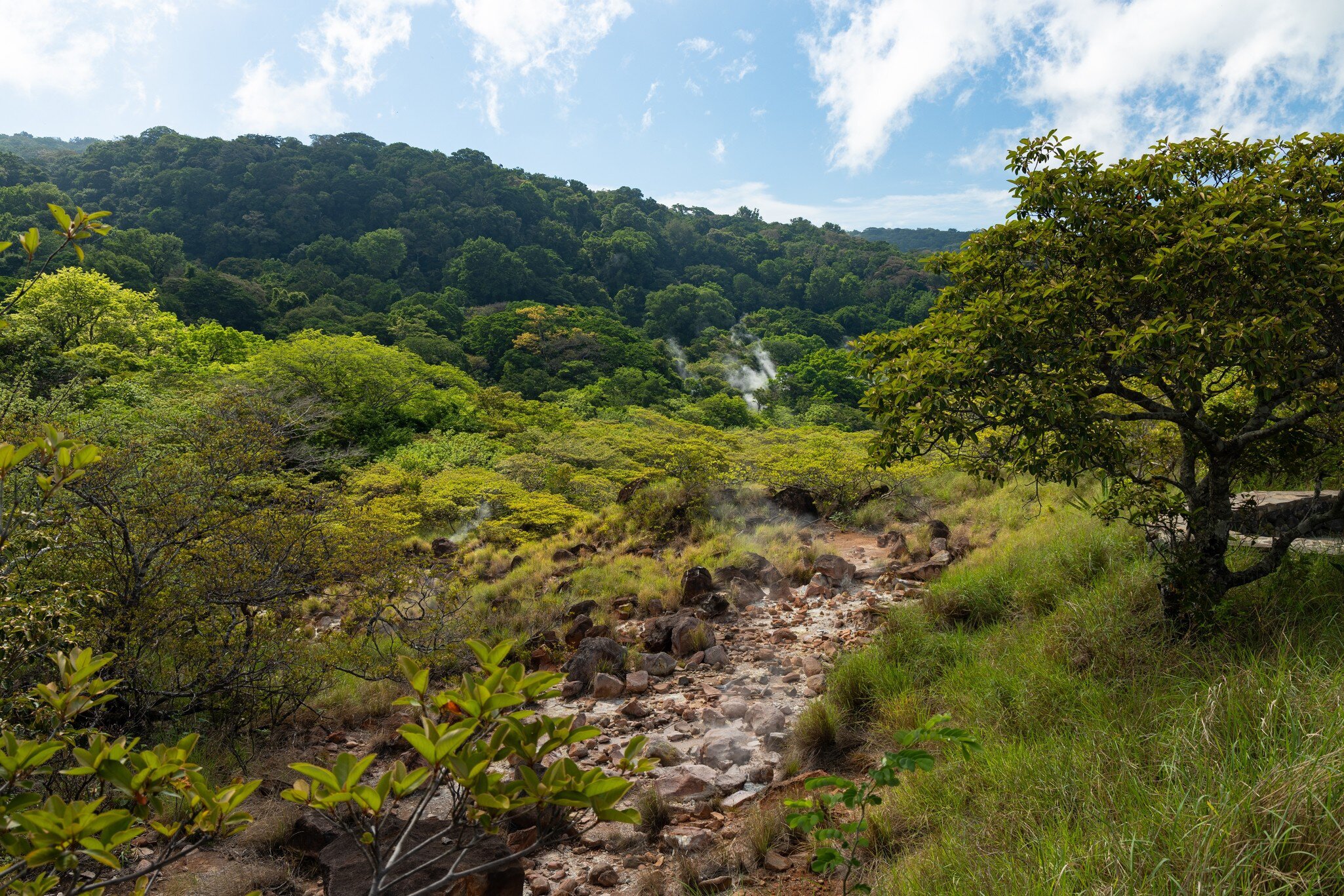 Rainforest in the Rincon de la Vieja national park in Costa Rica.