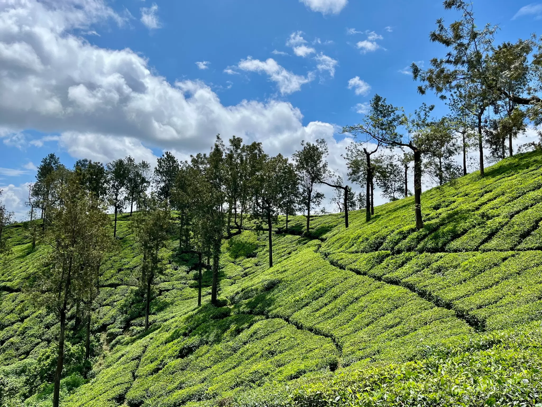 A tea estate in Wayanad, Kerala. Akanksha Singh