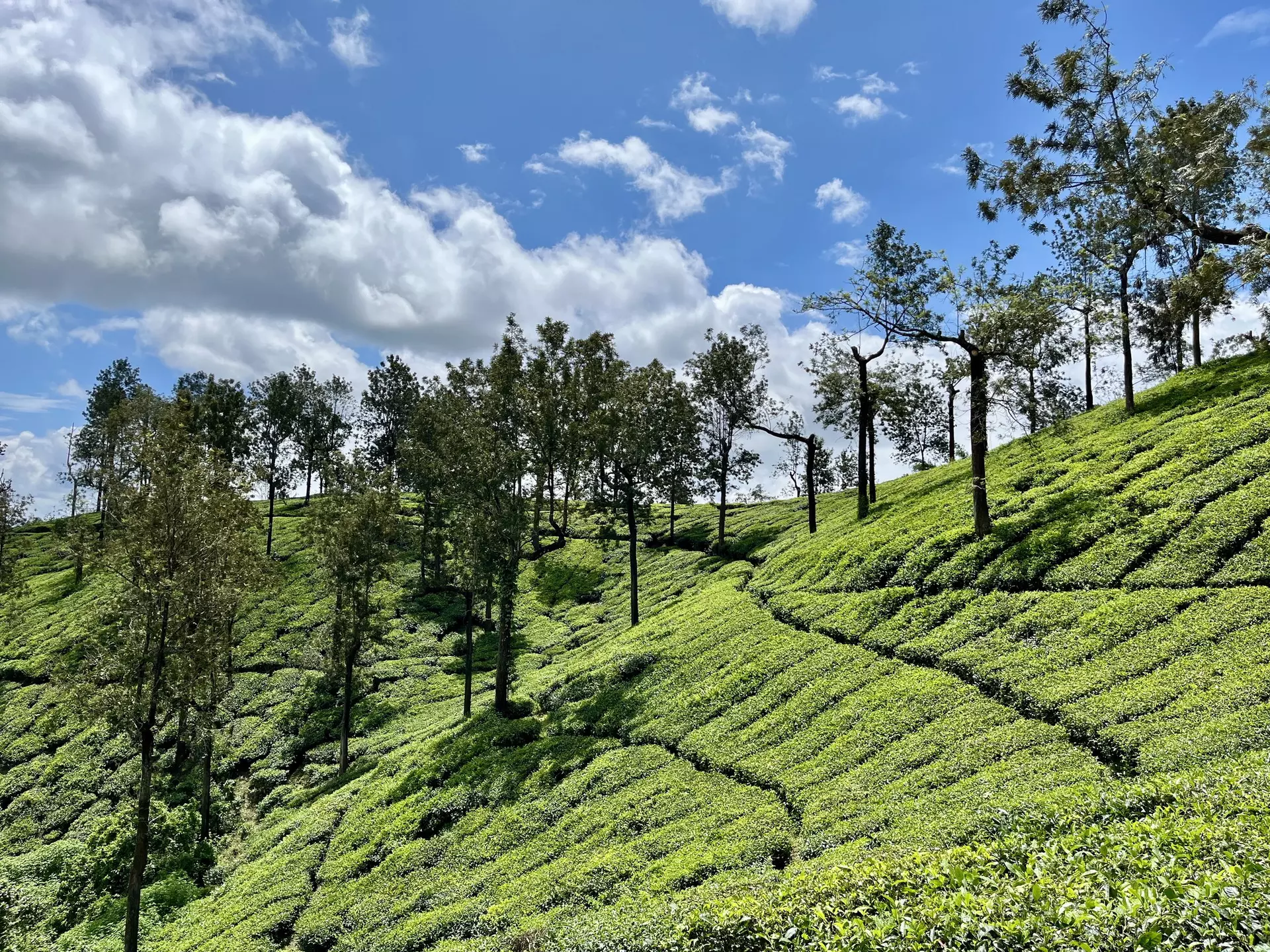 A tea estate in Wayanad, Kerala. Akanksha Singh