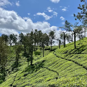 A tea estate in Wayanad, Kerala. Akanksha Singh