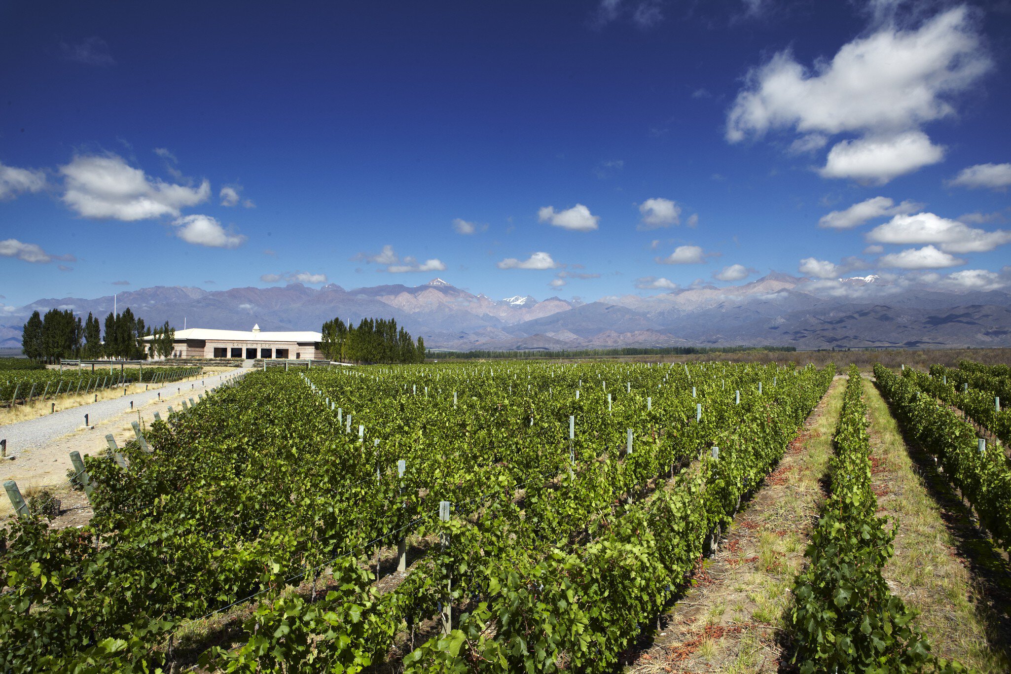 Vineyards in valley with Andean peaks in background.