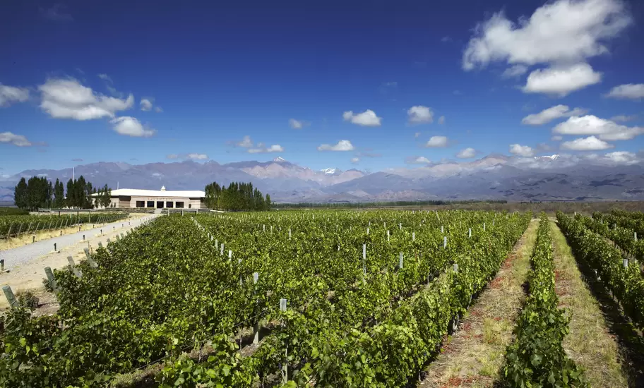 Vineyards in valley with Andean peaks in background.