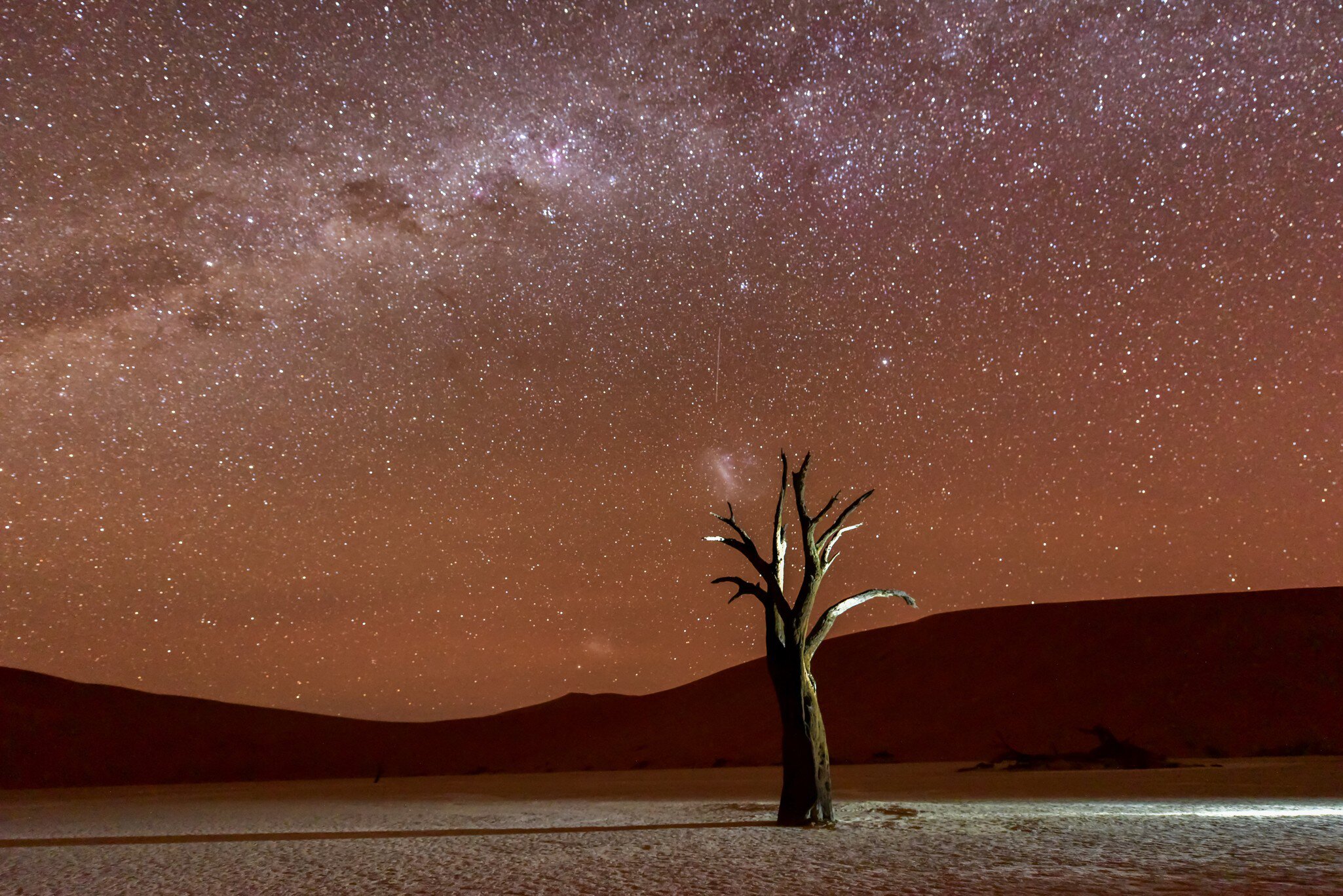 A dead tree is seen in a wide-open area, against a backdrop of thousands of stars in the night sky.