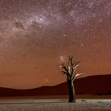 A dead tree is seen in a wide-open area, against a backdrop of thousands of stars in the night sky.