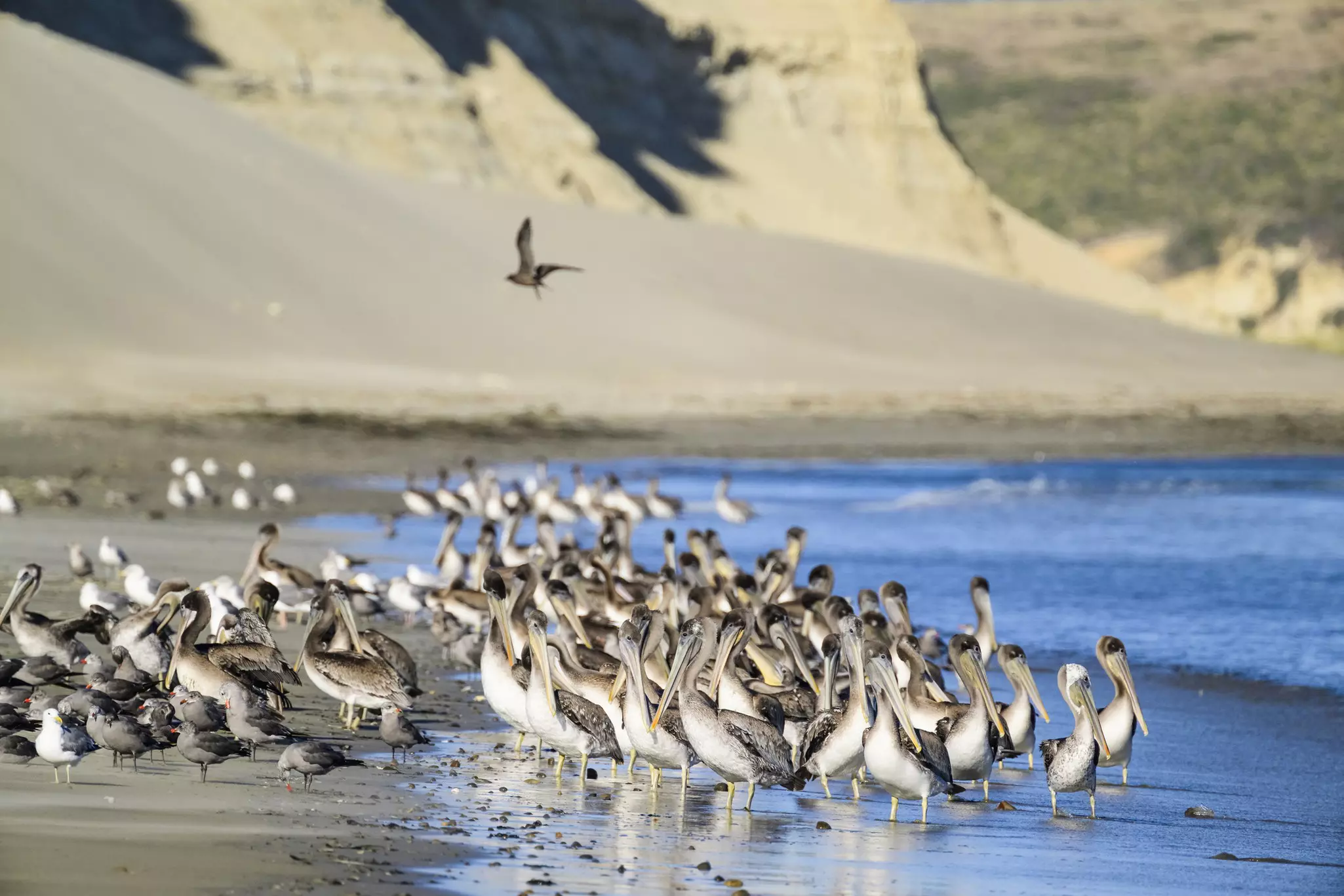 Point Reyes National Seashore is a migratory stop on the Pacific Flyway © Enrique Aguirre Aves / Getty Images