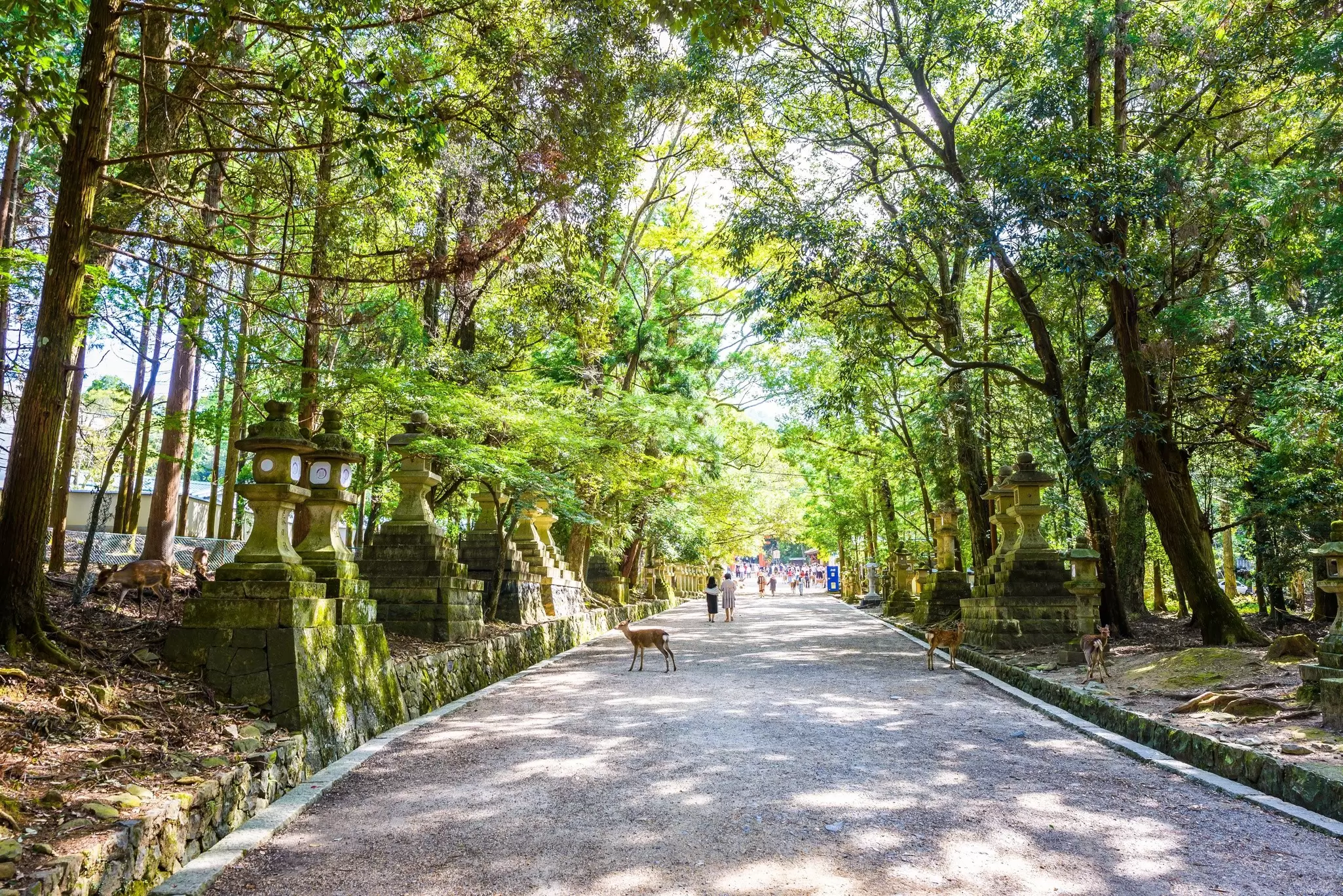 View of the road leading to Kasuga Taisha in Nara, Japan.