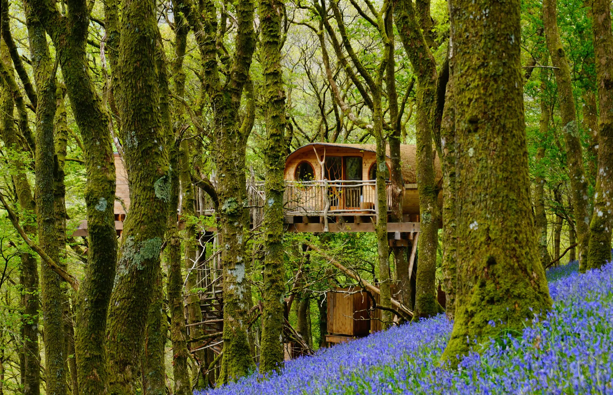 Stay in ancient woodland in Snowdonia with Living-Room Treehouse © Living-Room Treehouse Experience