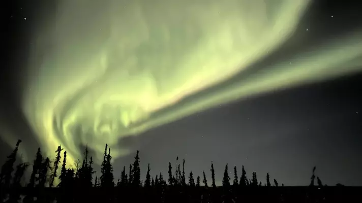 A large greenish yellow swirl of light against a dark sky in Fairbanks, Alaska; silhouettes of evergreen trees line the bottom of the frame.