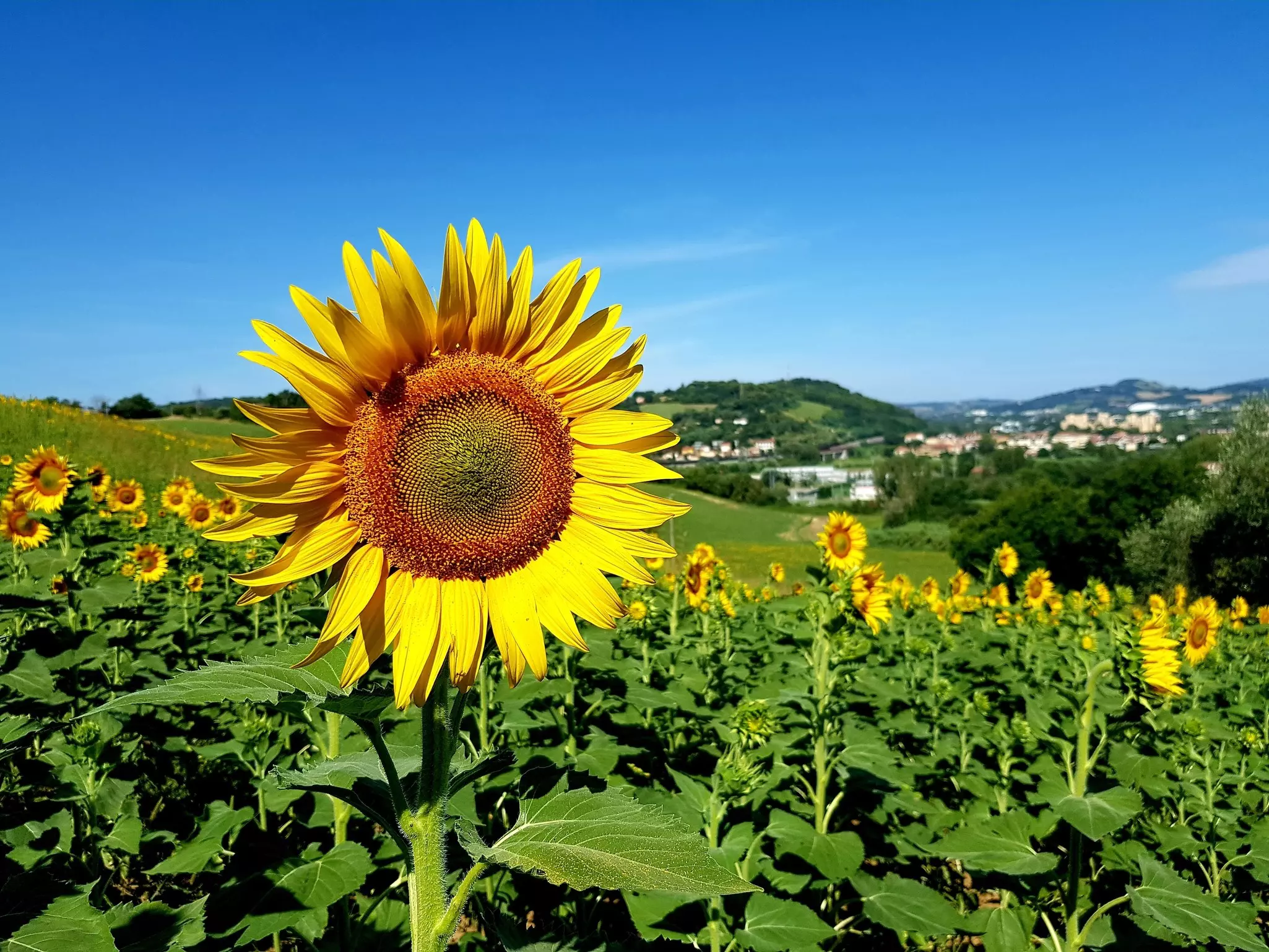 A field of sunflowers in Tuscany, Italy, with green hills and a village behind.