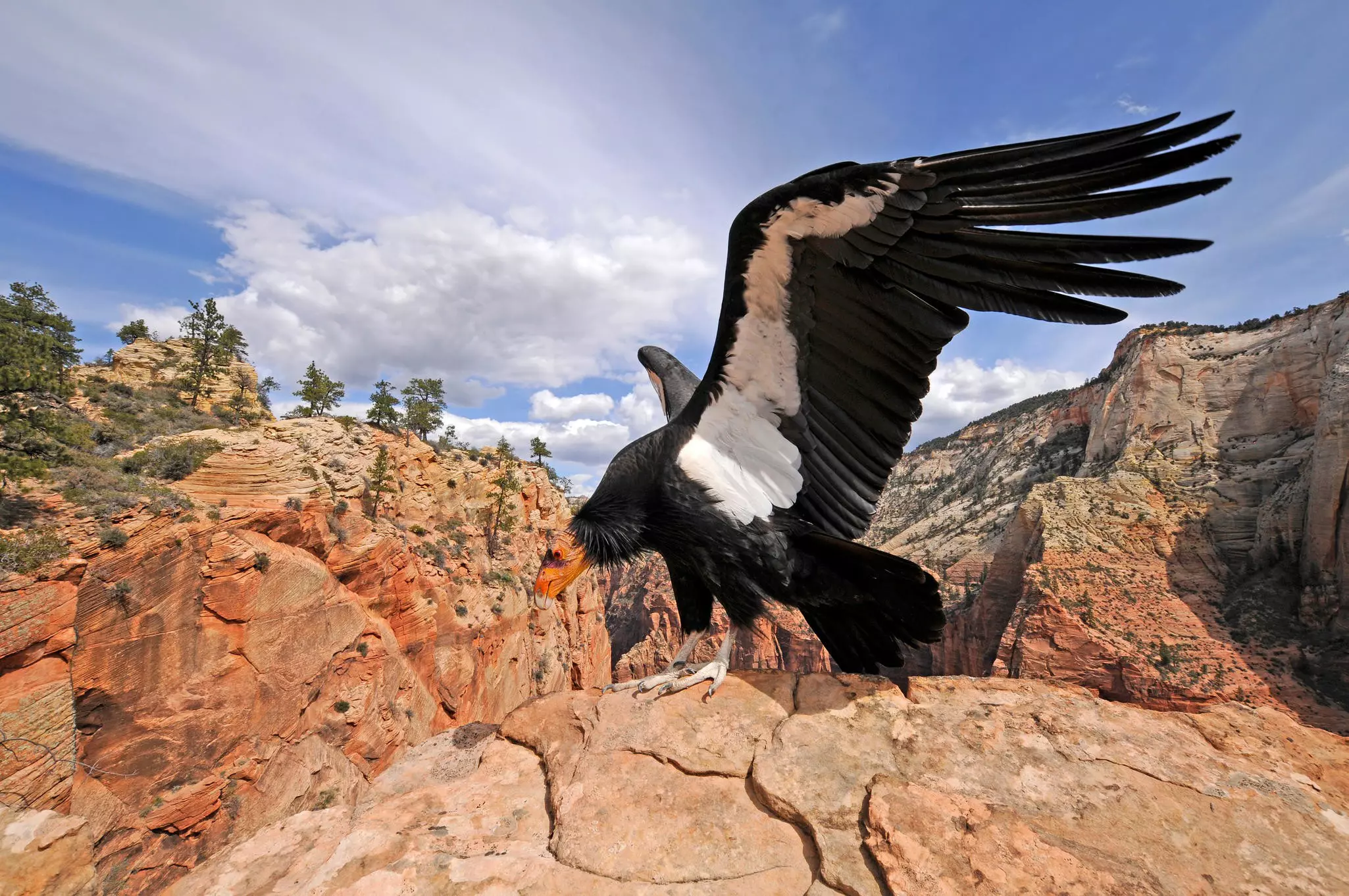 A condor in the wild in the Grand Canyon National Park © Panther Media GmbH / Alamy Stock Photo