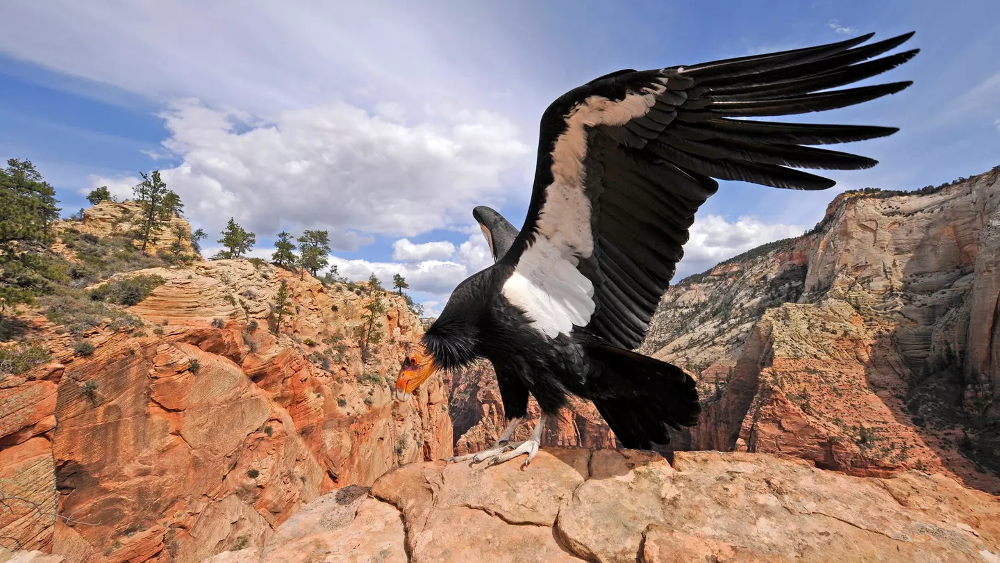 A condor in the wild in the Grand Canyon National Park © Panther Media GmbH / Alamy Stock Photo
