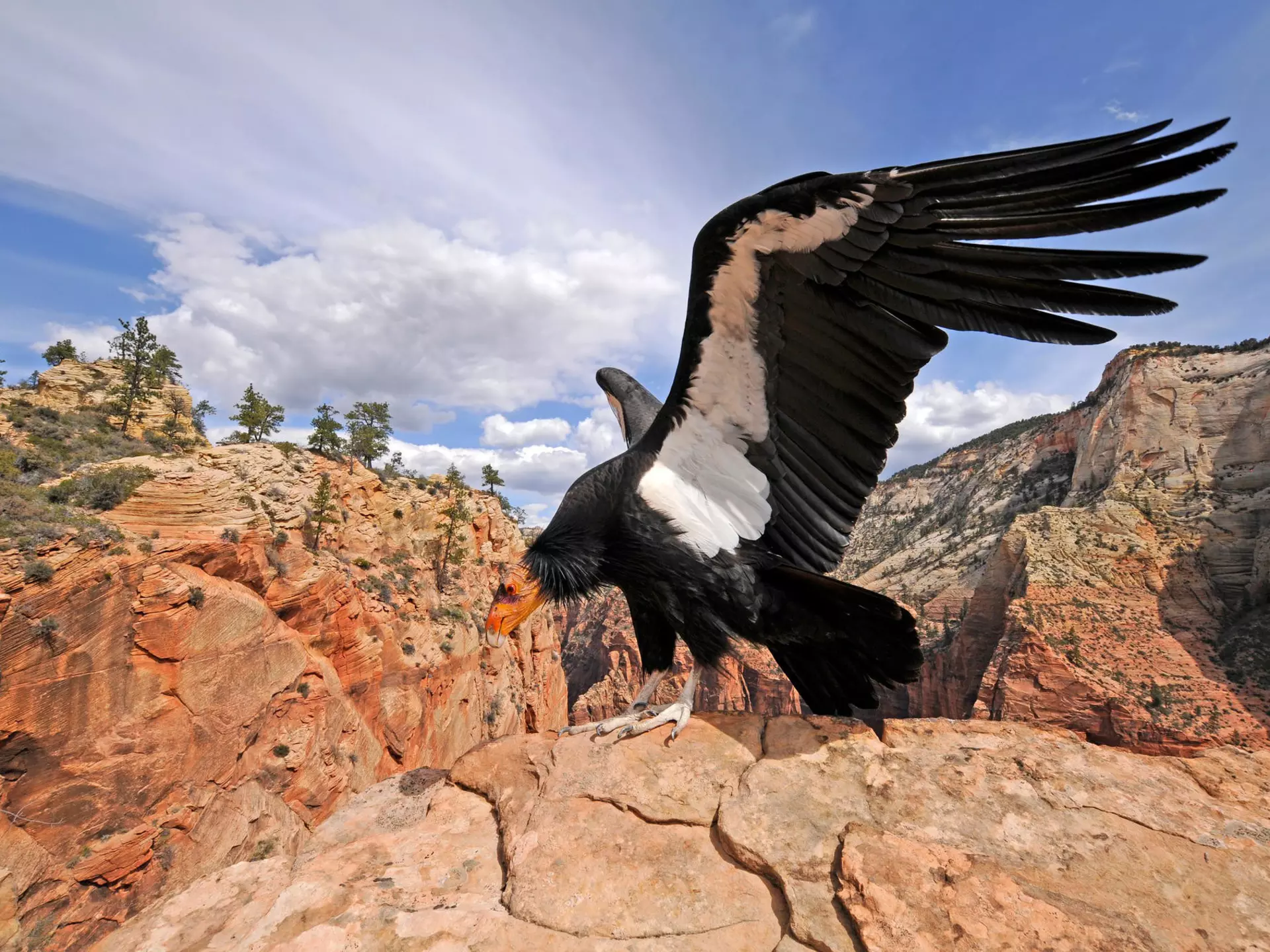 A condor in the wild in the Grand Canyon National Park © Panther Media GmbH / Alamy Stock Photo