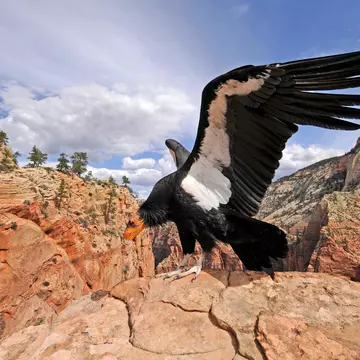 A condor in the wild in the Grand Canyon National Park © Panther Media GmbH / Alamy Stock Photo