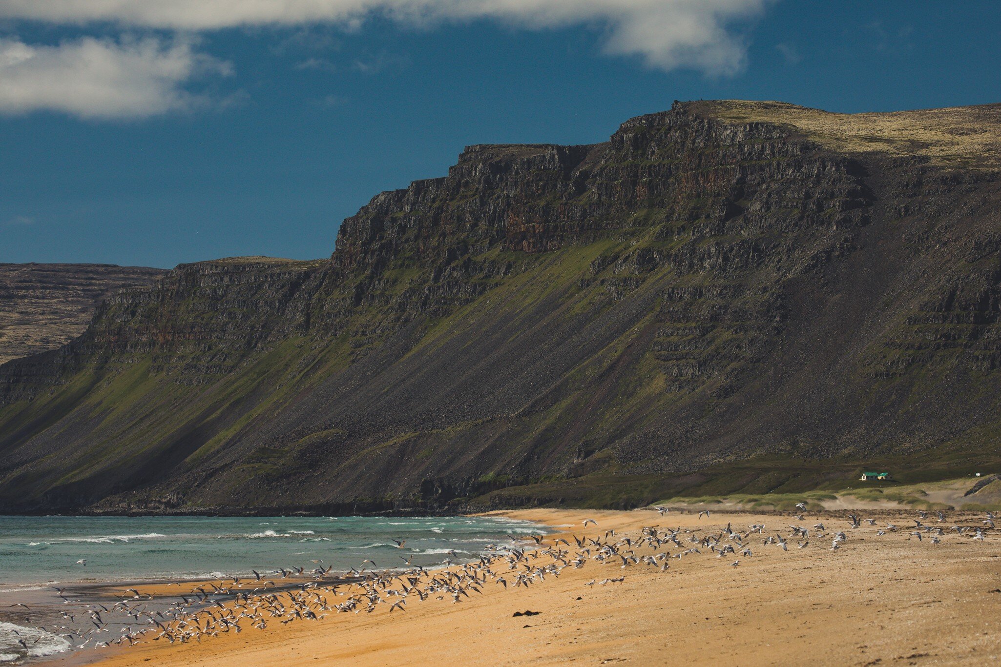 Birds in flight over a sandy beach backed by dramatic volcanic cliffs.