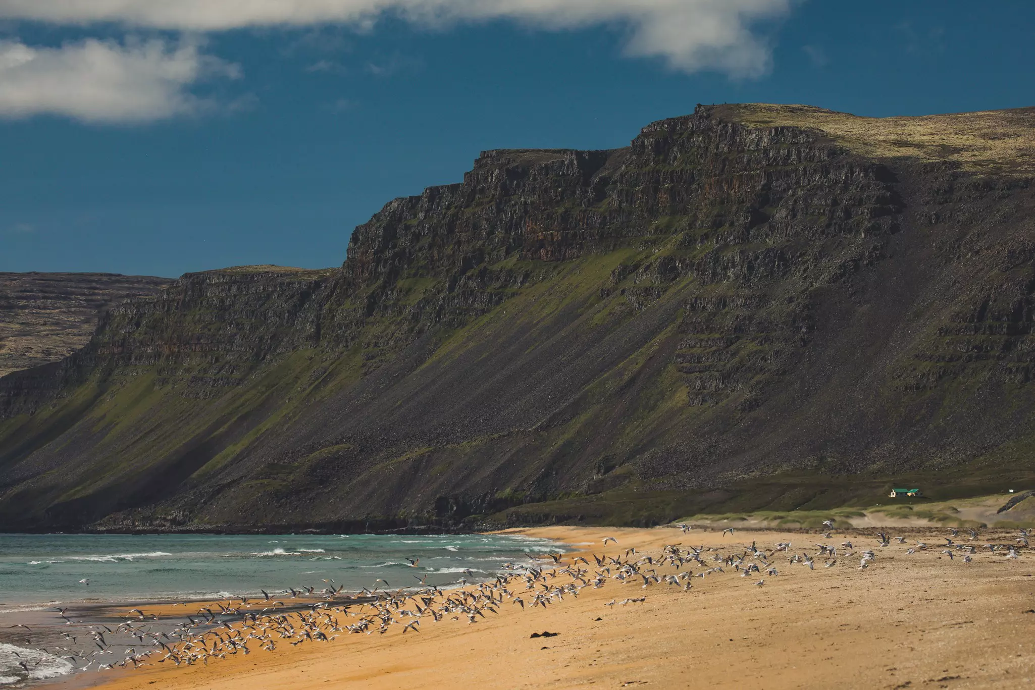 Wide sandy beach with flock of seabirds flying low and high basalt hills in the distance.