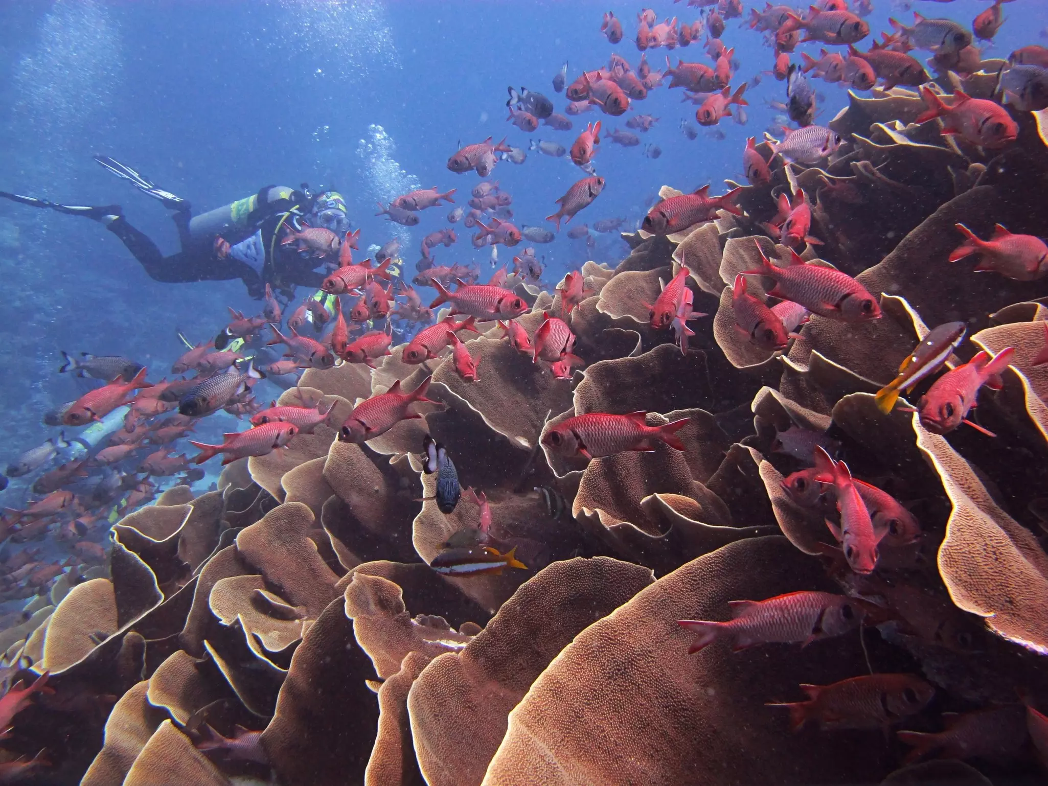 A scuba diver swims near a wall of fan coral with many red fish swimming among the ripples.