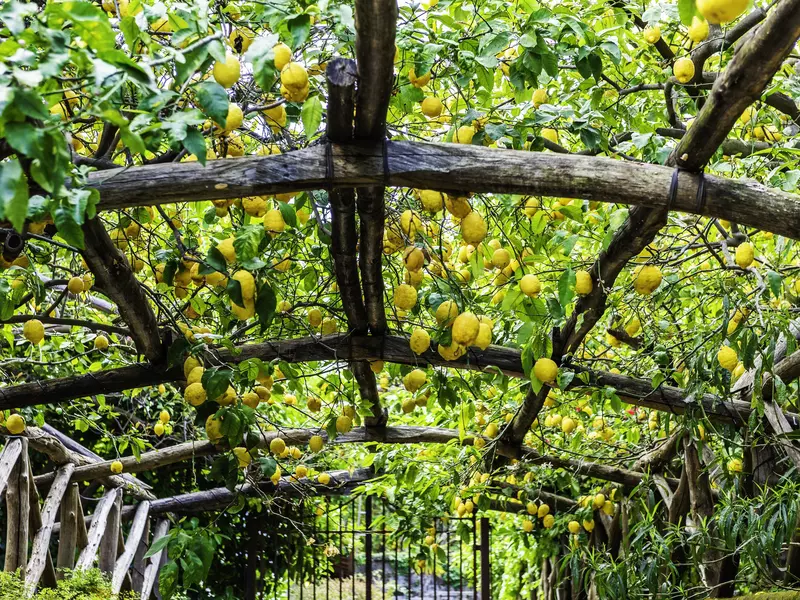 Lemons growing on a vine