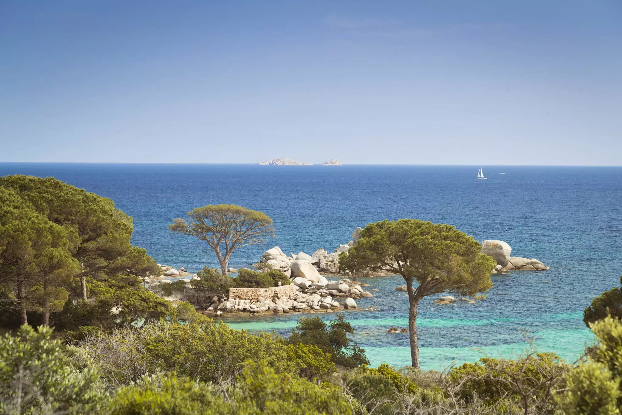 Trees on a rocky shoreline with a distant yacht sailing on the ocean