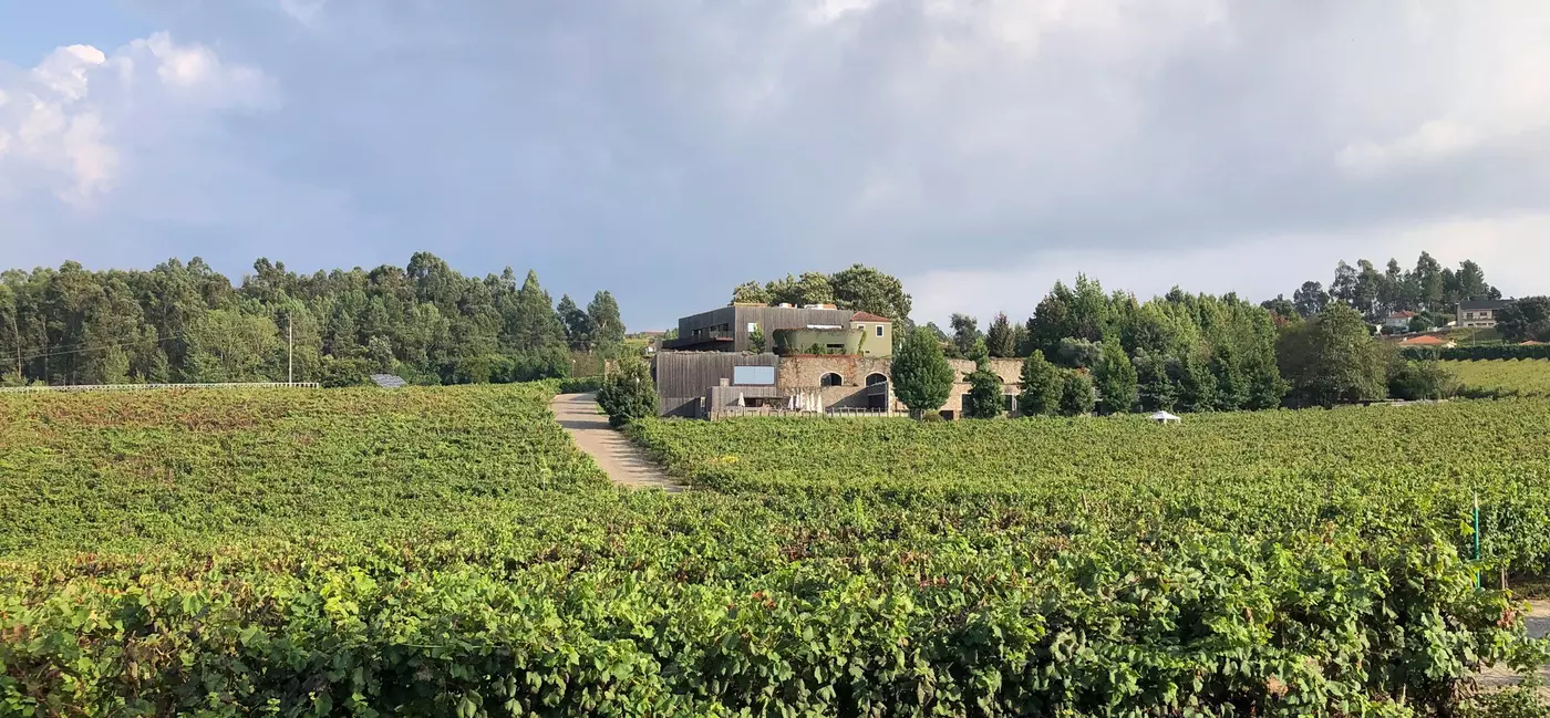 A green vineyard; a path is visible in the middle ground near a structure with trees to one side and behind it.