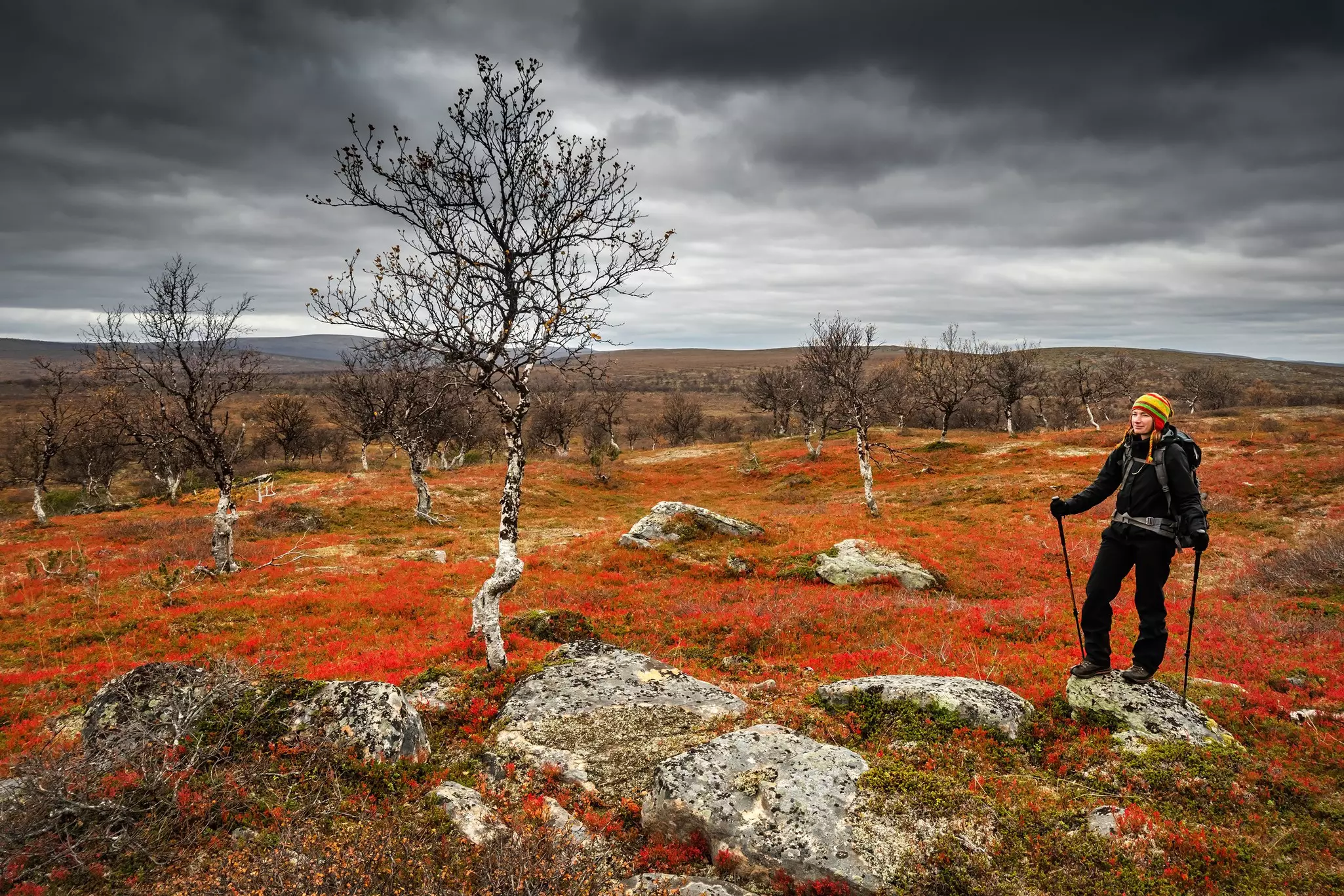 A hiking woman stops among colorful autumn tundra and a dramatic sky in Lapland, Finland