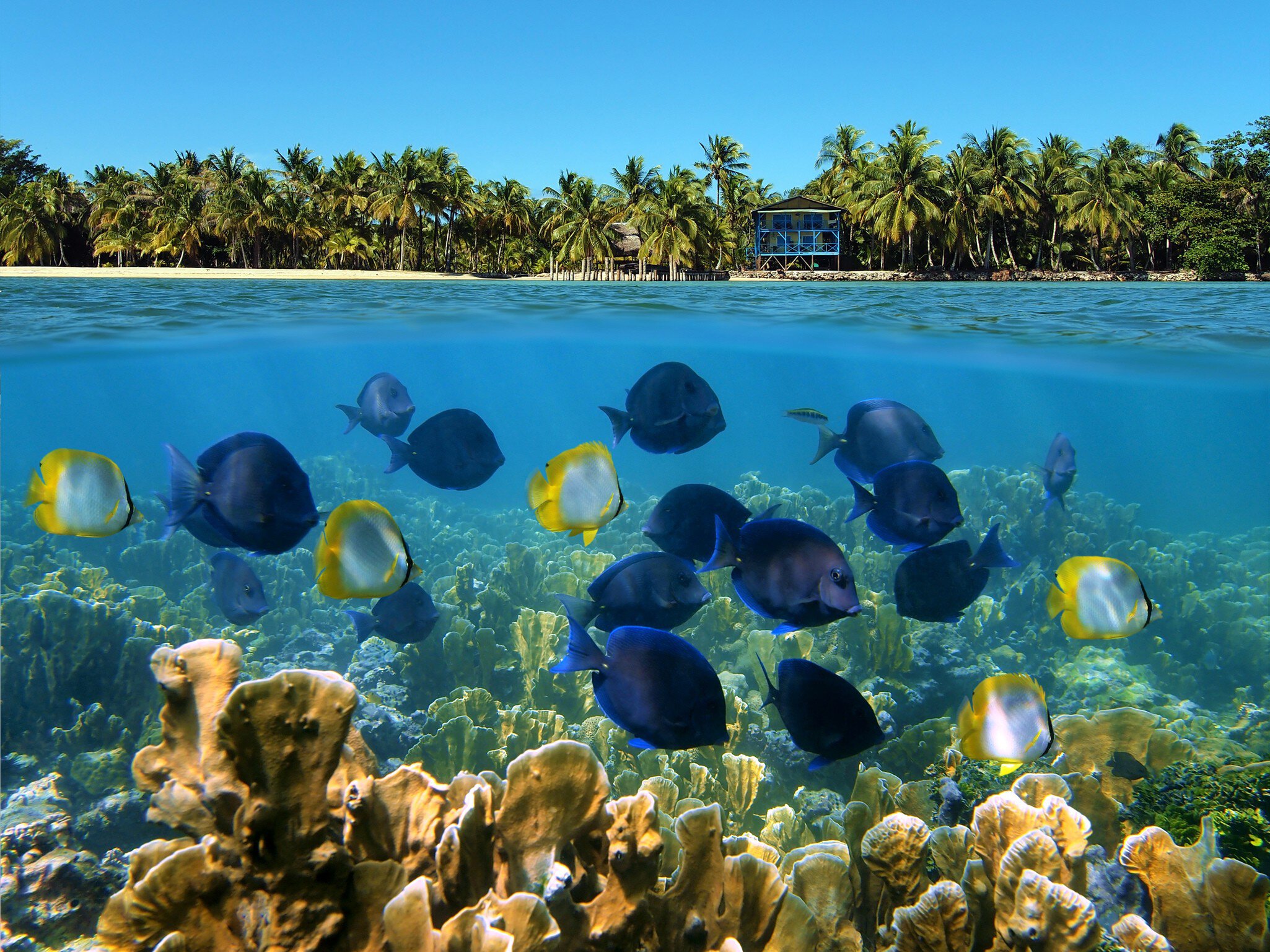 Over under landscape with a school of tropical fish in a coral reef and beach with coconut trees and house at the horizon; Shutterstock ID 93994699; Your name (First / Last): Josh Vogel; Project no. or GL code: 56530; Network activity no. or Cost Centre: Online-Design; Product or Project: 65050/7529/Josh Vogel/LP.com Destination Galleries
Over under landscape with a school of tropical fish in a coral reef and beach with coconut trees and house at the horizon
above, america, beach, below, bocas del toro, caribbean, caribbean sea, central america, coast, coconut, coconut tree, coral, coral reef, exotic, fish, horizon, house, island, landscape, life, marine, nature, ocean, over, over under, palm, panama, reef, scene, scenery, school, school of fish, sea, seabed, shoal, shoal of fish, shore, split, surface, tree, tropical, tropical fish, tropics, under, under water, undersea, underwater, vegetation, water, waterline