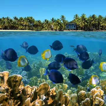Over under landscape with a school of tropical fish in a coral reef and beach with coconut trees and house at the horizon; Shutterstock ID 93994699; Your name (First / Last): Josh Vogel; Project no. or GL code: 56530; Network activity no. or Cost Centre: Online-Design; Product or Project: 65050/7529/Josh Vogel/LP.com Destination Galleries
Over under landscape with a school of tropical fish in a coral reef and beach with coconut trees and house at the horizon
above, america, beach, below, bocas del toro, caribbean, caribbean sea, central america, coast, coconut, coconut tree, coral, coral reef, exotic, fish, horizon, house, island, landscape, life, marine, nature, ocean, over, over under, palm, panama, reef, scene, scenery, school, school of fish, sea, seabed, shoal, shoal of fish, shore, split, surface, tree, tropical, tropical fish, tropics, under, under water, undersea, underwater, vegetation, water, waterline
