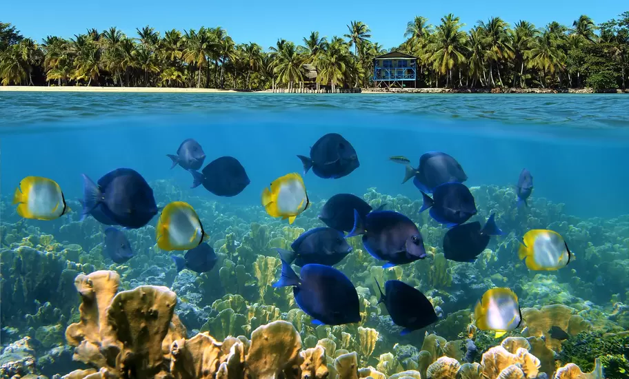 Over under landscape with a school of tropical fish in a coral reef and beach with coconut trees and house at the horizon; Shutterstock ID 93994699; Your name (First / Last): Josh Vogel; Project no. or GL code: 56530; Network activity no. or Cost Centre: Online-Design; Product or Project: 65050/7529/Josh Vogel/LP.com Destination Galleries
Over under landscape with a school of tropical fish in a coral reef and beach with coconut trees and house at the horizon
above, america, beach, below, bocas del toro, caribbean, caribbean sea, central america, coast, coconut, coconut tree, coral, coral reef, exotic, fish, horizon, house, island, landscape, life, marine, nature, ocean, over, over under, palm, panama, reef, scene, scenery, school, school of fish, sea, seabed, shoal, shoal of fish, shore, split, surface, tree, tropical, tropical fish, tropics, under, under water, undersea, underwater, vegetation, water, waterline