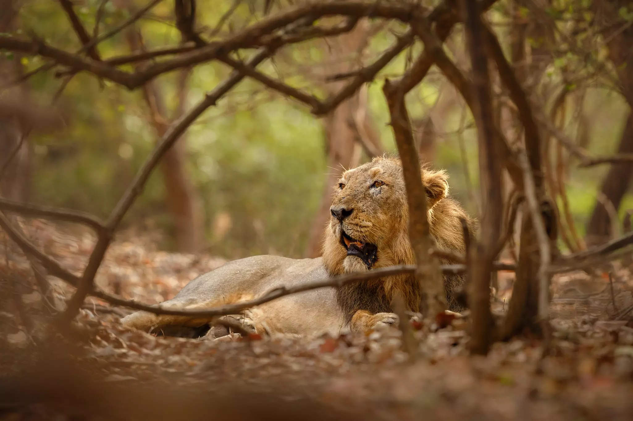 Asiatic lion in the forest in Gir National Park in Gujarat, India.