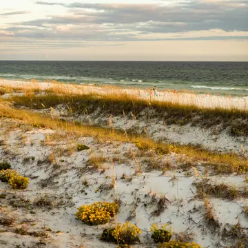 Destin's dunes bathed in golden hour light. Destin-Fort Walton Beach