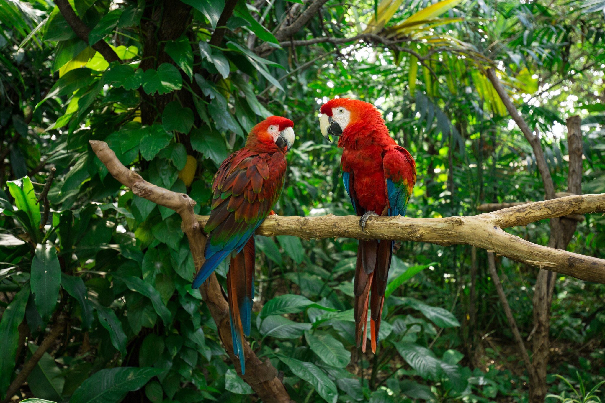 Parrots perched on a branch surrounded by trees at Jungle Island in Miami, Florida.
