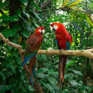 Parrots perched on a branch surrounded by trees at Jungle Island in Miami, Florida.