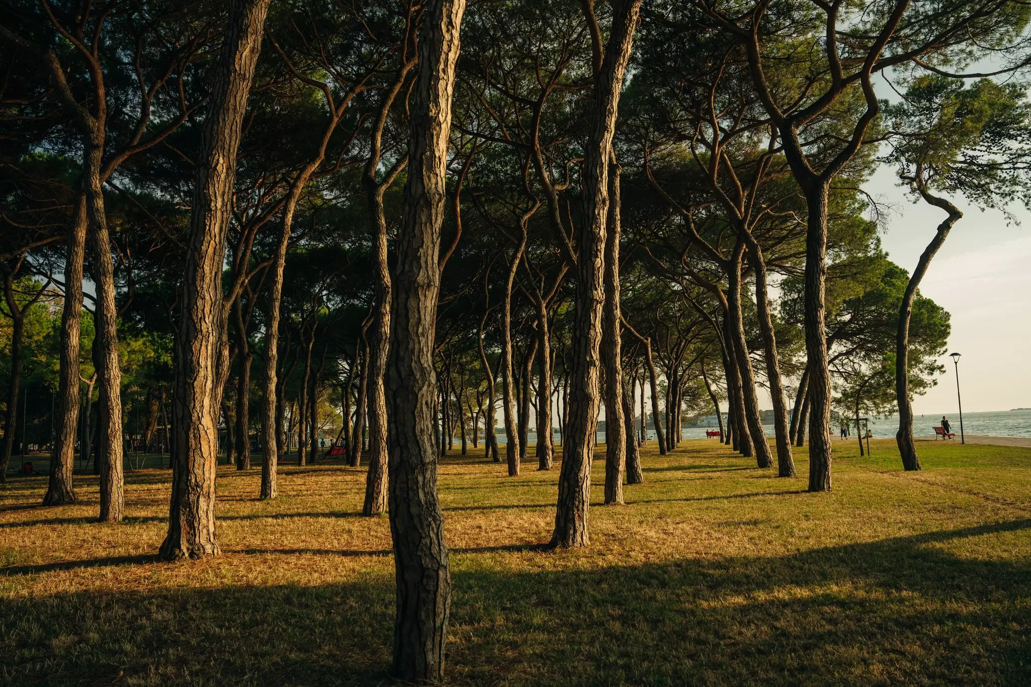A grove of pine trees in a city park is pictured with the long shadows of the late-day sun. Water is seen in the distance.