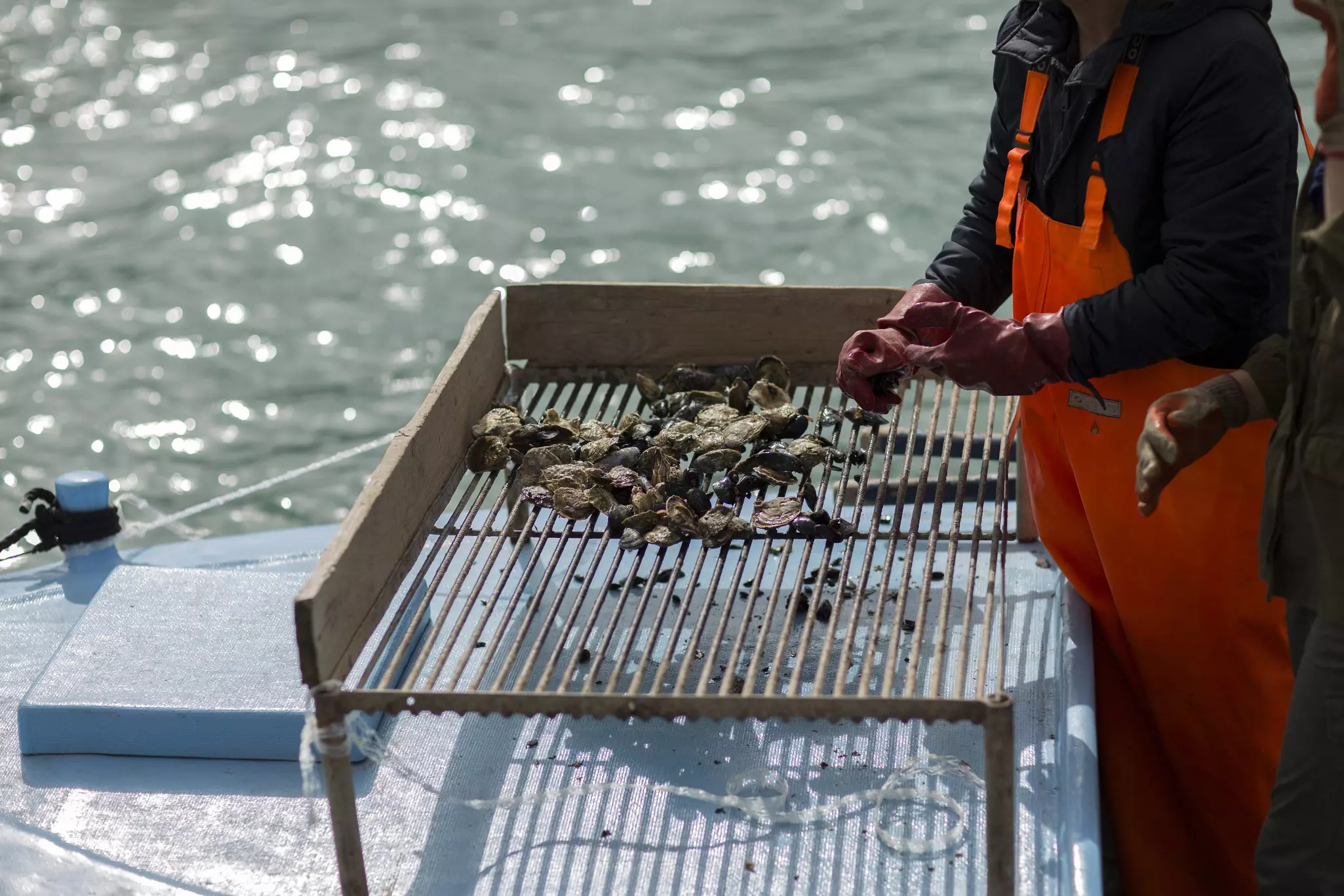 Oysters being collected at Mali Ston Bay. Dreamer Company/Shutterstock