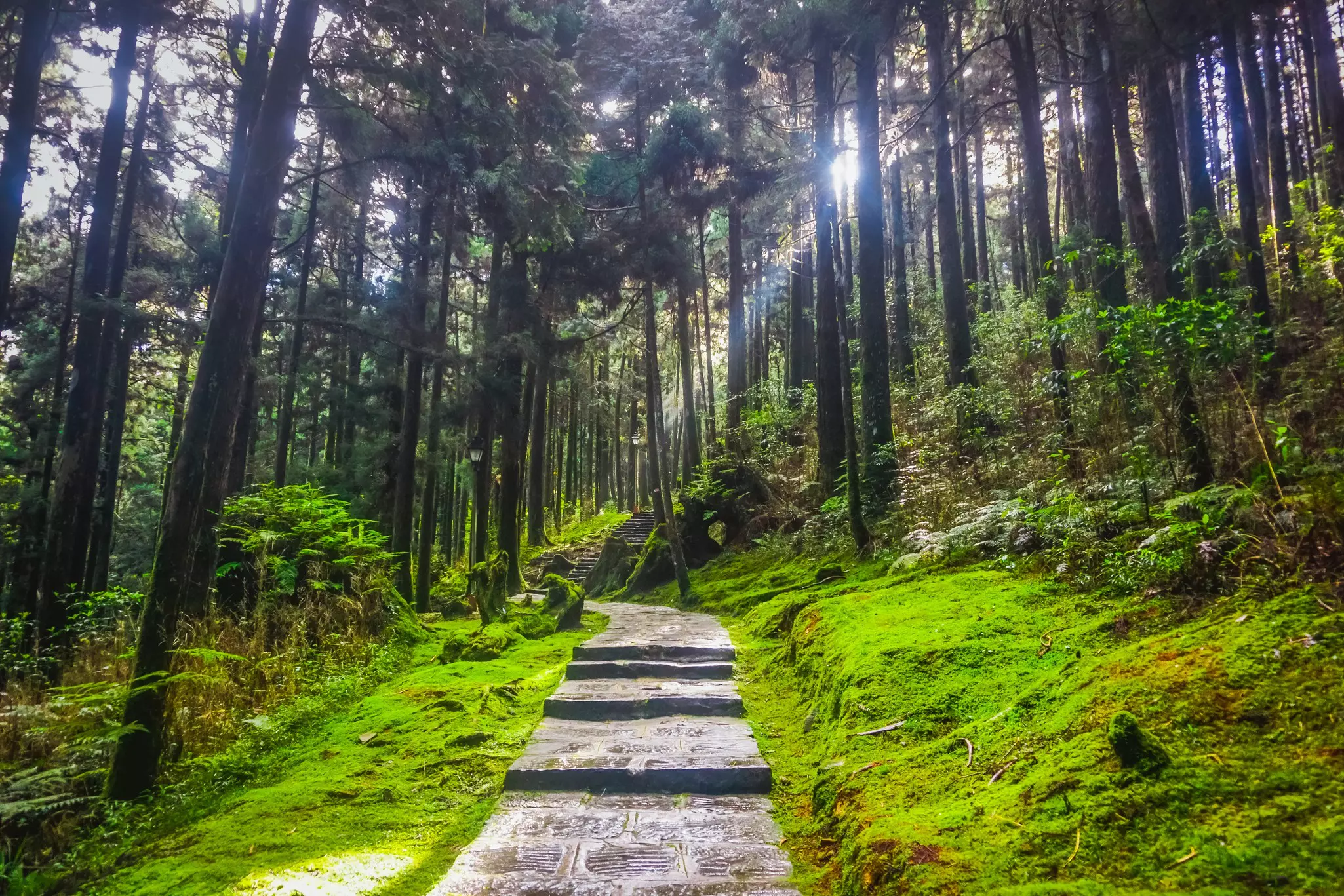 Most travelers venture to Chiayi to visit Alishan National Park  © Getty Images / iStockphoto
