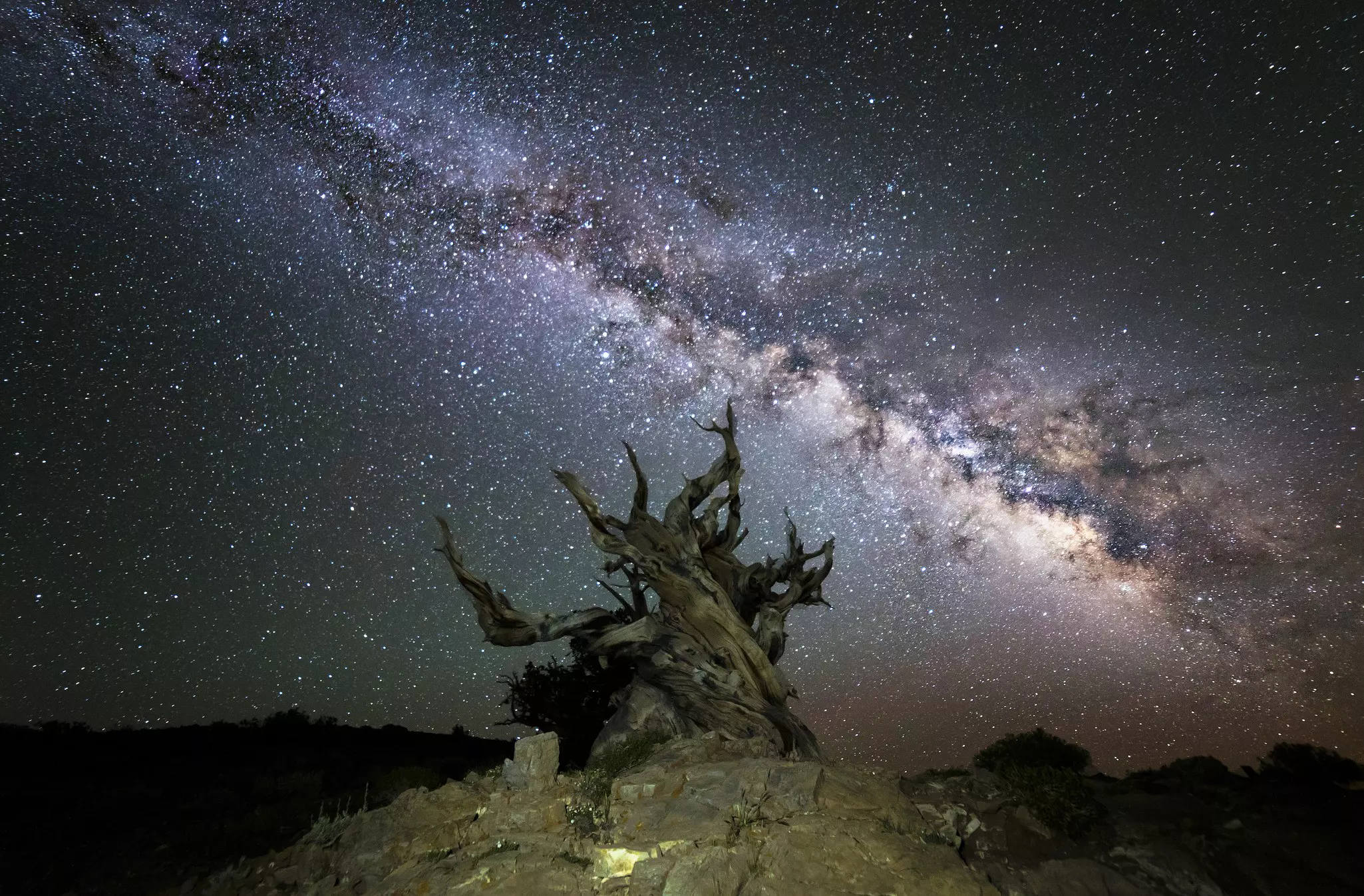 A bristlecone pine with the Milky Way overhead in Schulman Grove in Inyo National Forest
