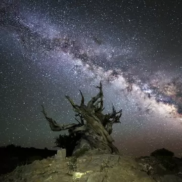 A bristlecone pine with the Milky Way overhead in Schulman Grove, Ancient Bristlecone Pine Forest, California.