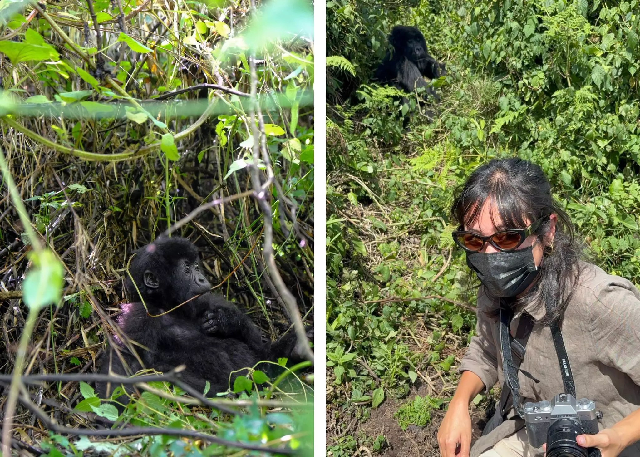 A young gorilla in a bush on the left; a person wearing a black face mask outdoors on the right.